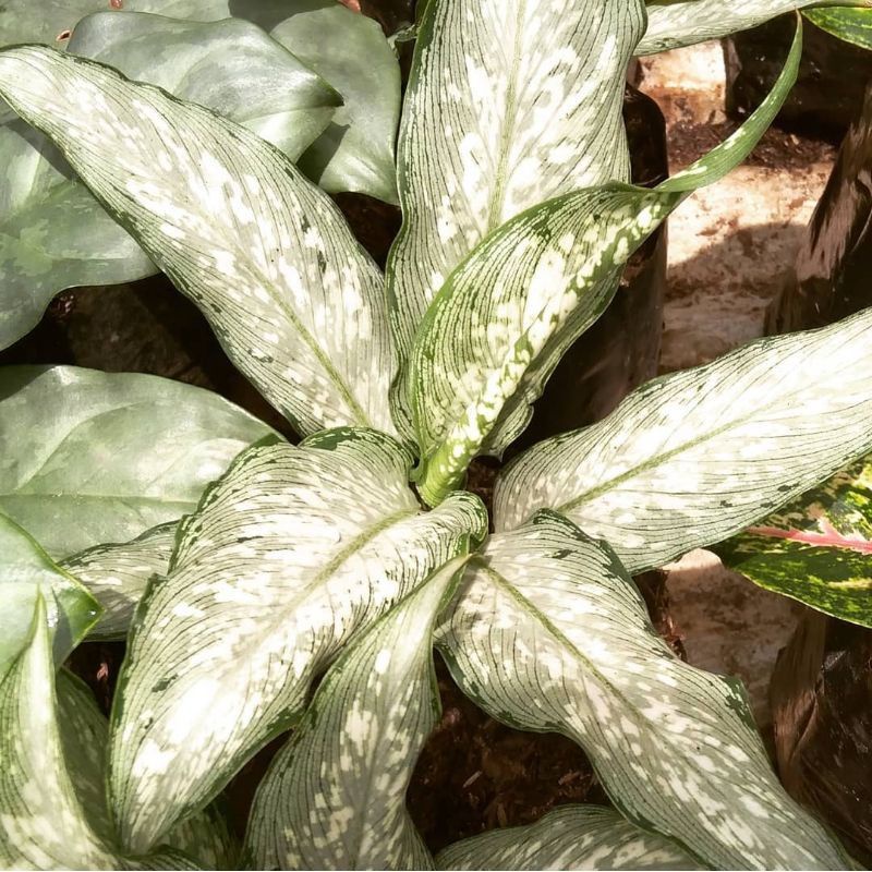 Tanaman hias diven balik