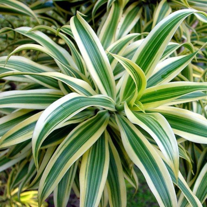 TANAMAN HIAS DRACAENA REFLEXA SONG OF INDIA - TANAMAN HIAS HIDUP OUTDOOR