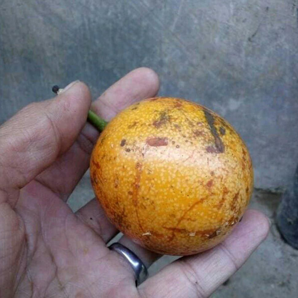 Bibit Buah Bibit Tanaman Buah Markisa Manis #_*