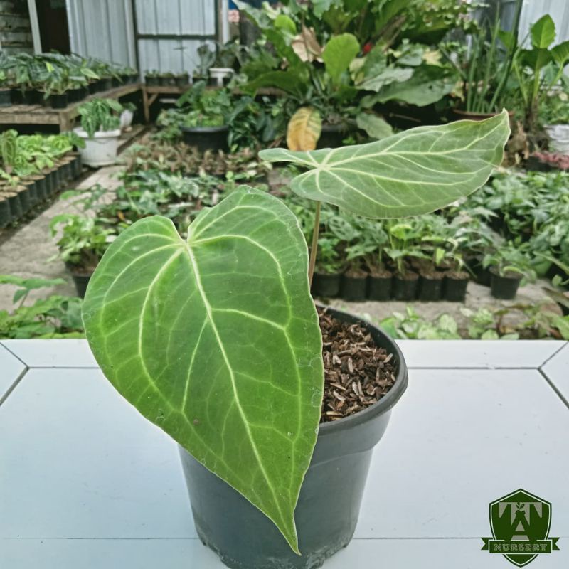 Anthurium Kuping Gajah Magnificum Verde