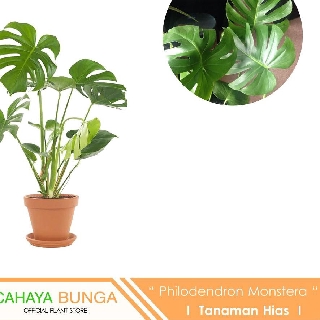 Tanaman Hias Philodendron Monstera I Monstera Deliciosa Shopee Indonesia