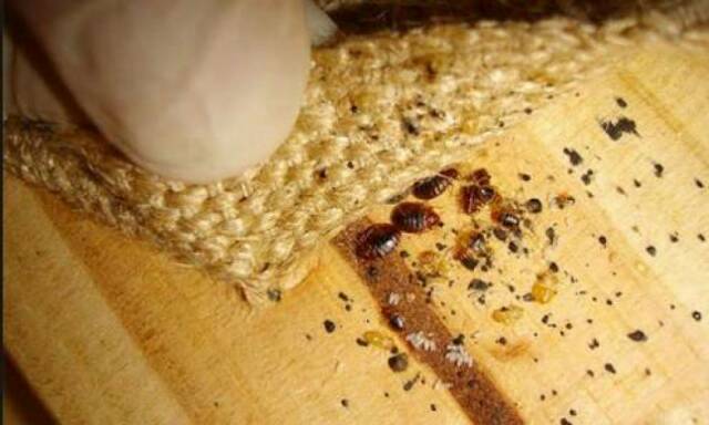 Gun Killer Gunkiller Pembasmi Kutubusuk Kutu Busuk Tumila Tinggi