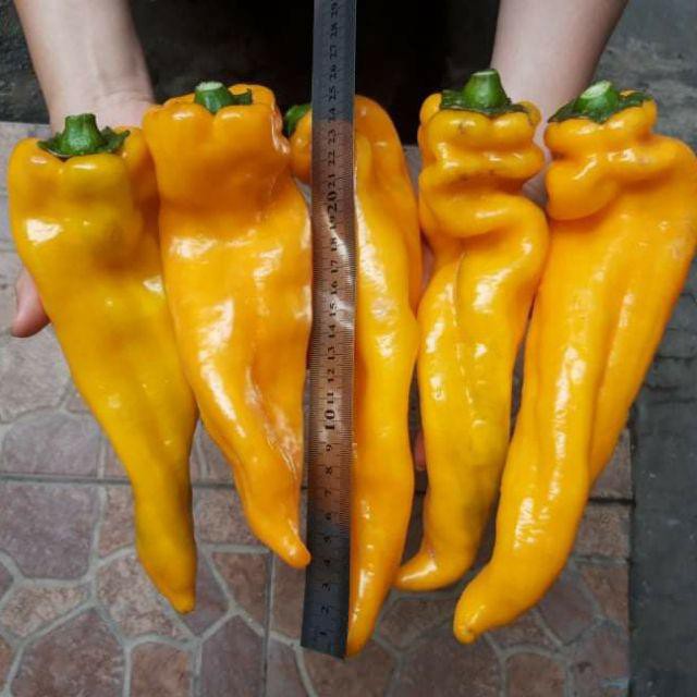 BS-BYL Bibit Cabe Hias Pelangi Benih Tanaman Sayuran Cabai Carolina Reaper Merah Bolivian Rainbow Katokkon Numex Giant Raksasa Sweet Italian Ungu Hitam-CH ITALIAN YELLOW