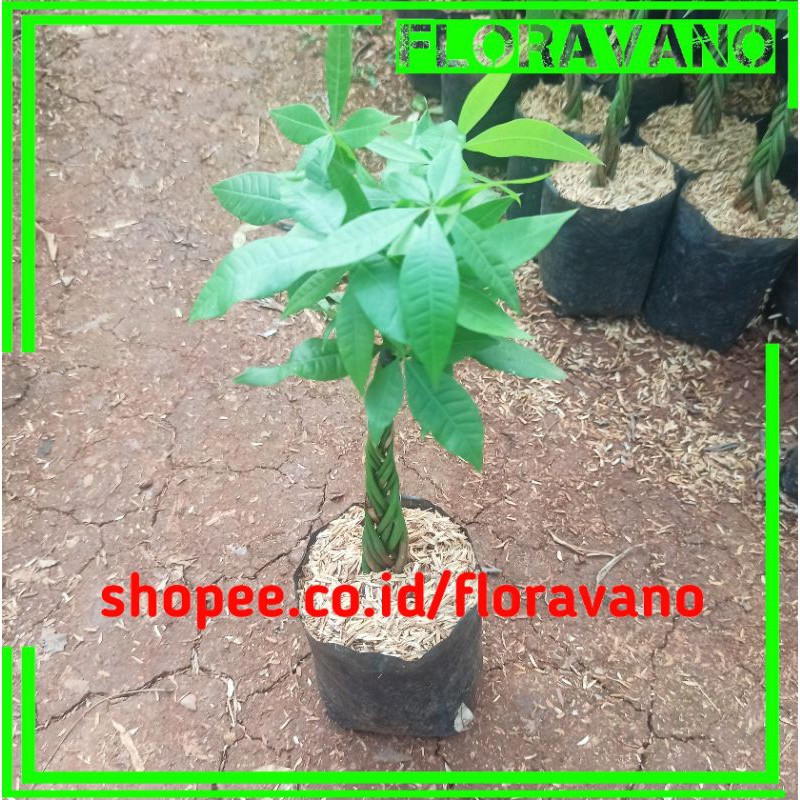 tanaman hoki pachira kepang 9 / tanaman karet pachira