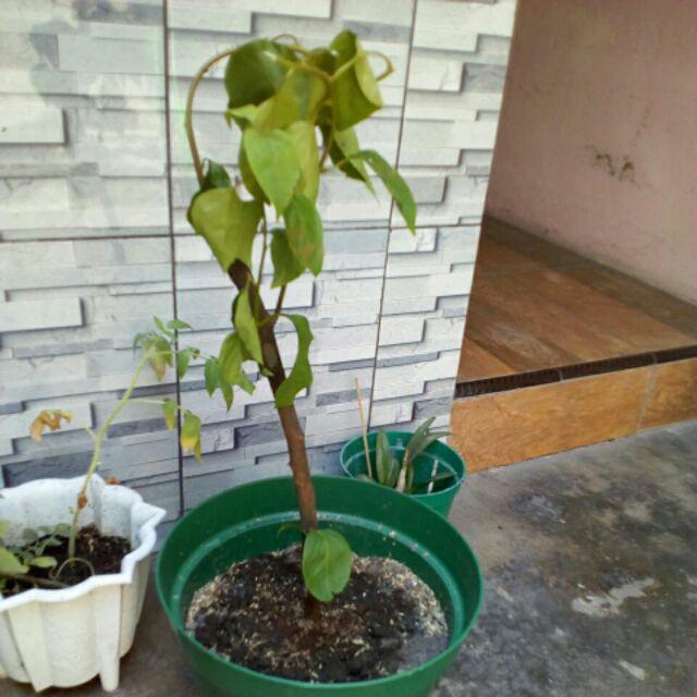 Bougenvile Pink/bambino Baby Alison./ Bogenvil. Bougenville