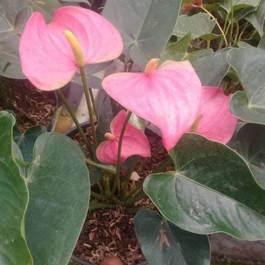 Anthurium Bunga Pink