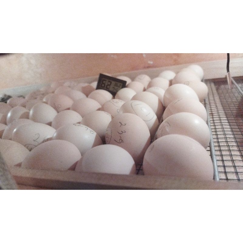 

JUAL TELUR AYAM ELBA 100% GALUR MURNI (WAJIB BACA DESKRIPSI)