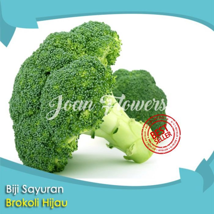 Bibit Tanaman Sayuran Brokoli Hijau Unggul Benih Bibit Tanaman Hias Untuk Dekorasi Rumah