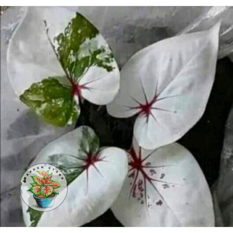 PROMO Umbi Caladium seven diamond - keladi hias hybrid import thailand