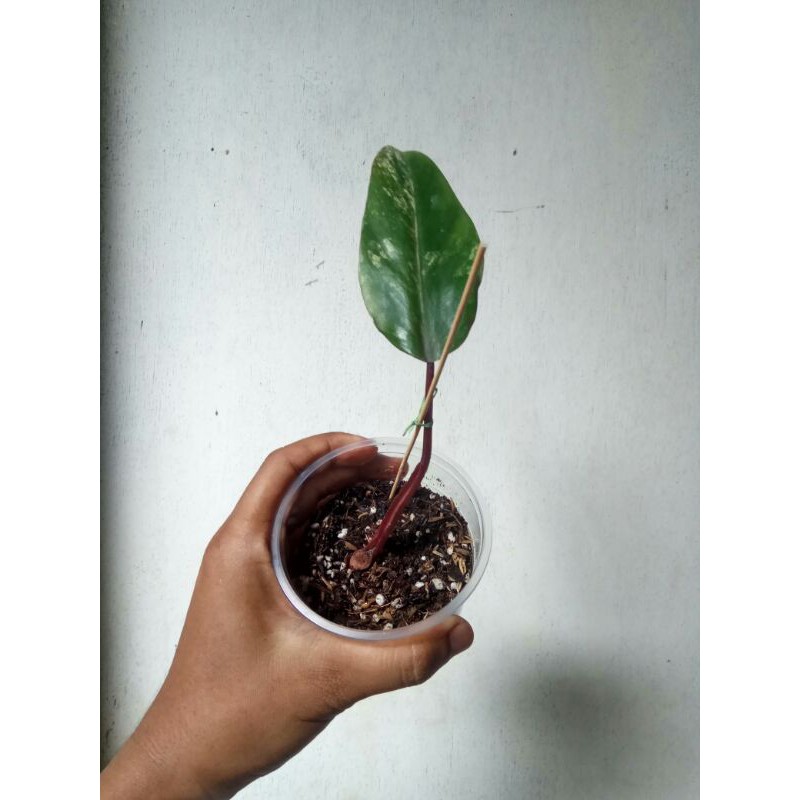 philodendron strawberry shake