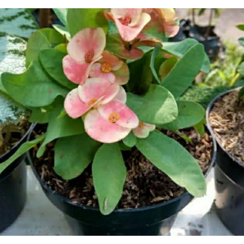 tanaman hias bunga eforbia bunga pink putih tanaman hias