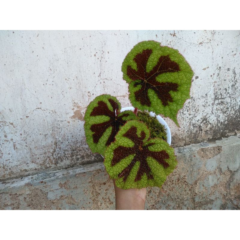 begonia tapak macan