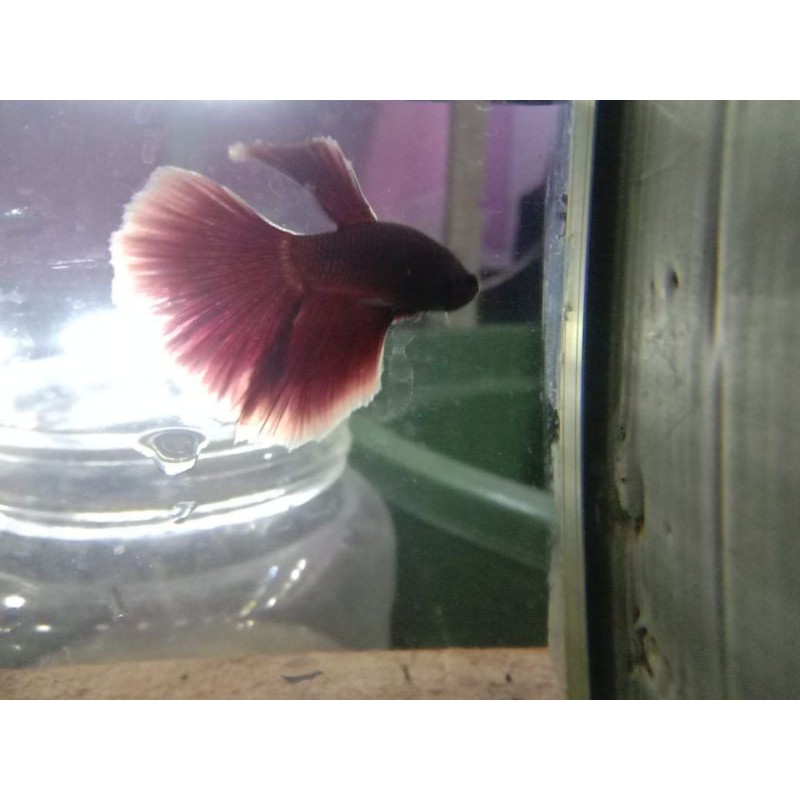 halfmoon.rostail cupang hias size s++/ m