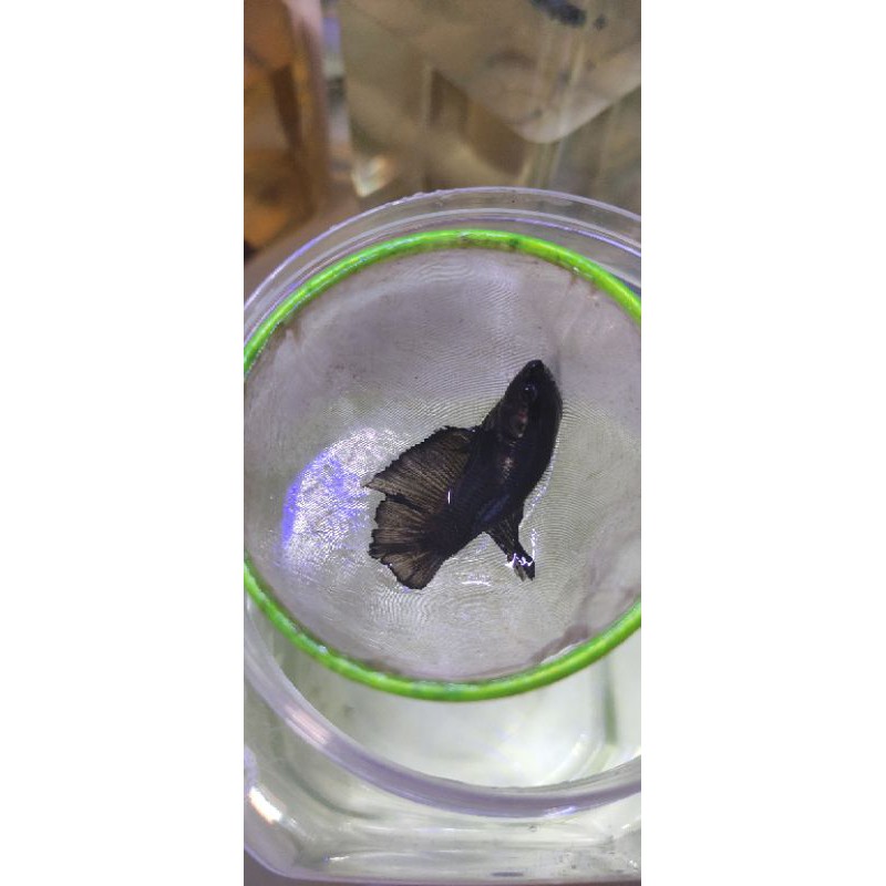 Cupang Avatar Black series Line Green metalic TOP GRADE