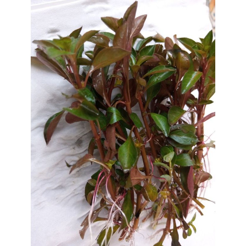 ludwigia