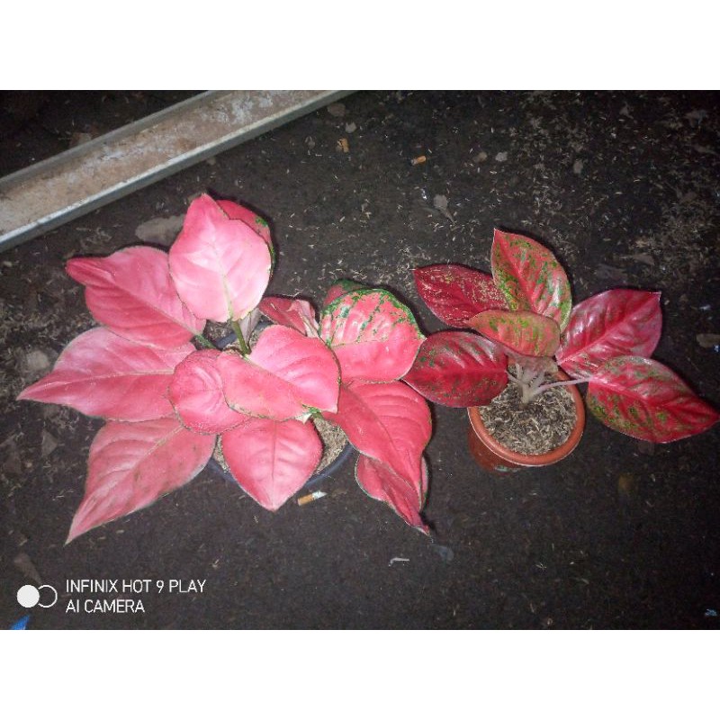 aglaonema red Stardust & pink katrina