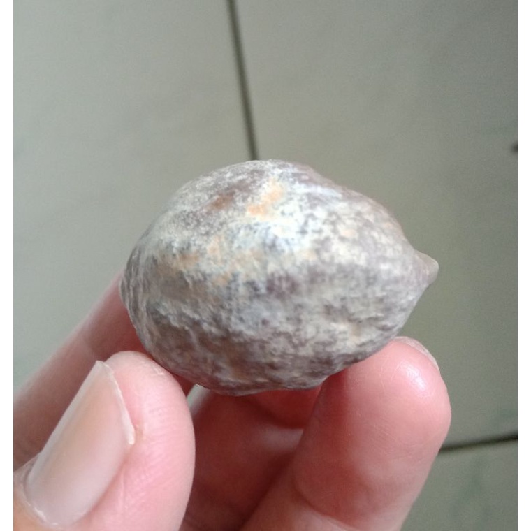 Kemiri Adu Muncang Adu Anak Jalim CP Full Tua