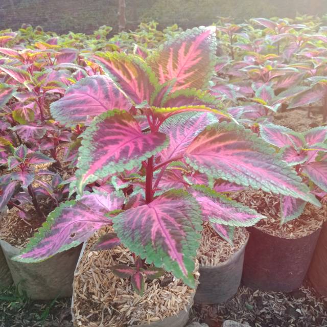 TANAMAN HIAS MIANA API MERAH