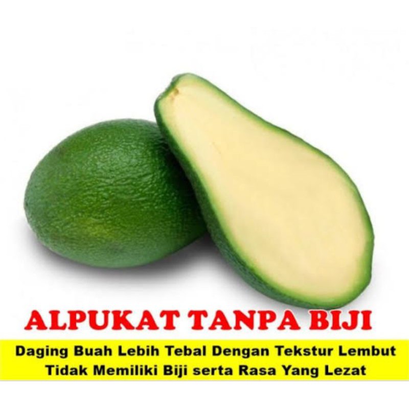 bibit alpukat tanpa biji hasil okulasi