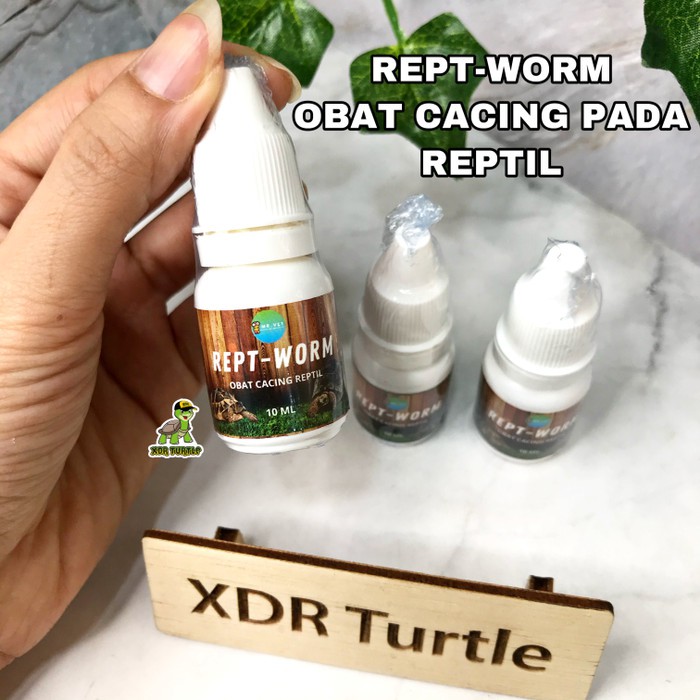 REPTWORM OBAT CACING REPTIL KURA DARAT SULCATA FORSTENI PARDALIS