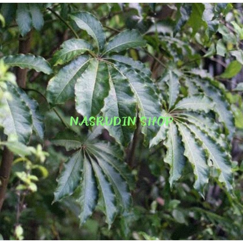 

[Fresh] STEK TANAMAN HIAS SEVEN-FINGER 1KG / SCHEFFLERA DIGITATA / WALI SONGO FAMILY / TANAMAN