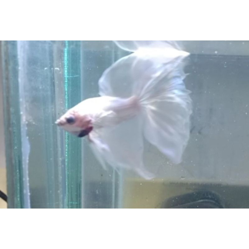 halfmoon dumbo ear white platinum