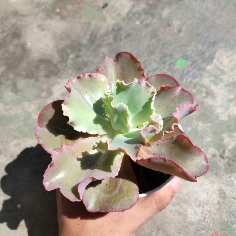 Sukulen Echeveria shaviana chantily /Sukulen kol