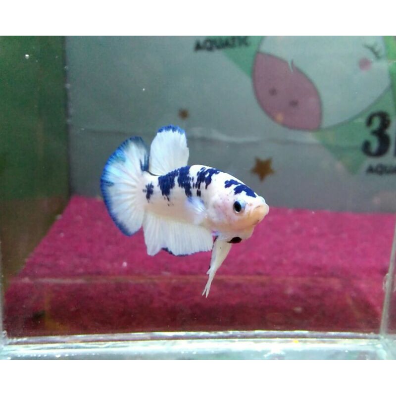 ikan cupang marbel/blurim bocor/panda