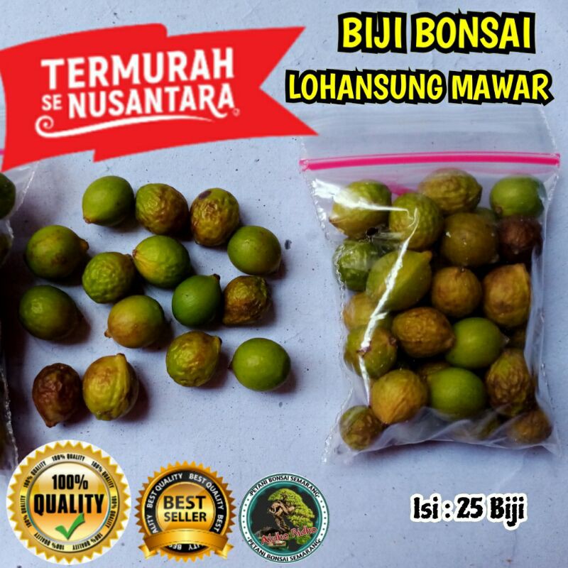 biji Bonsai lohansung mawar Termurah Semarang