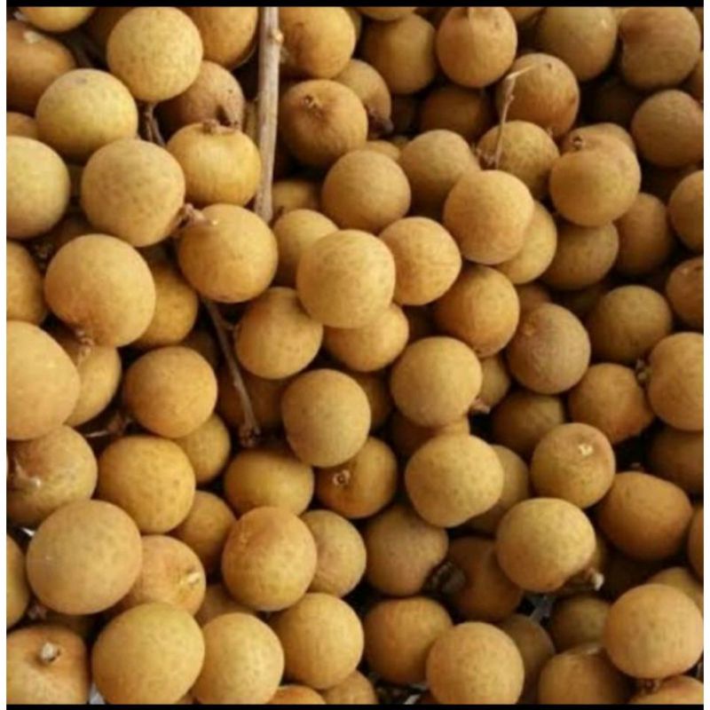 

Buah Lengkeng bangkok/500gr fresh di warunkjuni