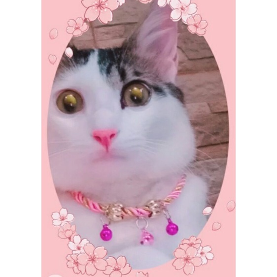 kalung kucing pinky lonceng 3  imut keren dan elegant