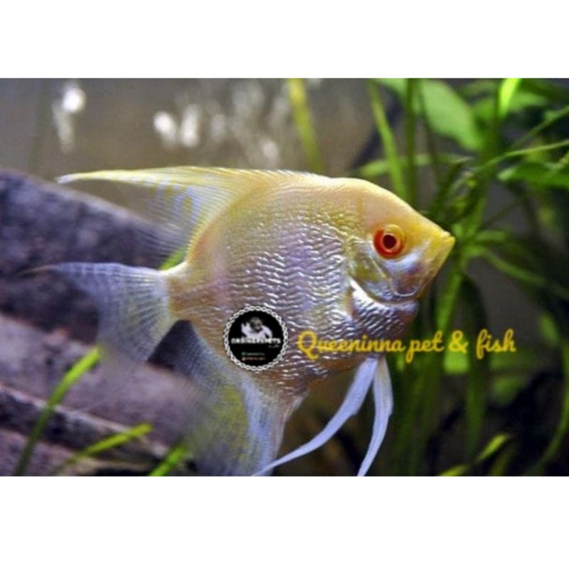 Manfish Albino Ikan Layang2 Angelfish Indukan