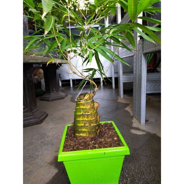 Tanaman hias bonsai bambu kuning