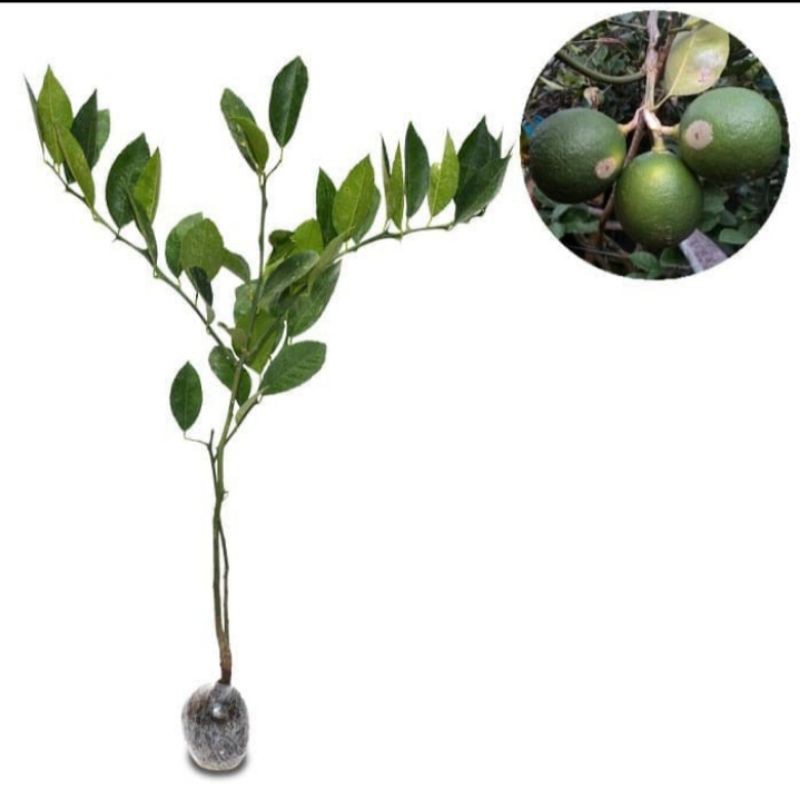 bibit jeruk baby java
