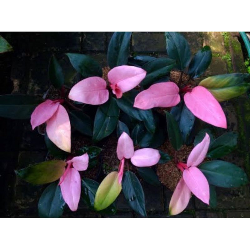 bibit tanaman hias philodendron pink congo