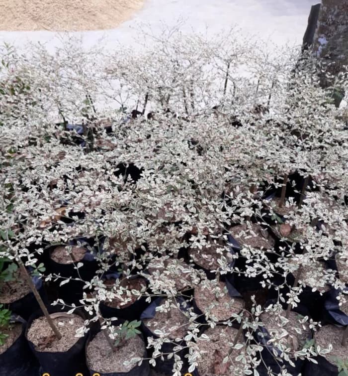 Jual Bibit Tanaman Pohon Ketapang Kencana Varigata Putih bibit / biji