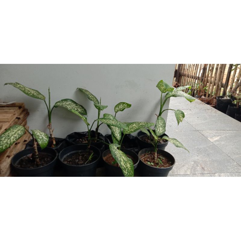 aglonema beras kutah / sri rejeki murah