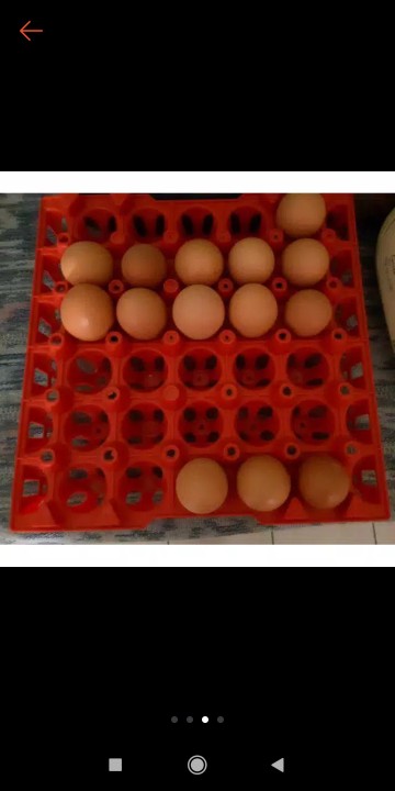 Green Leaf Keranjang Telur 30s Eggie Egg Container Gl3995