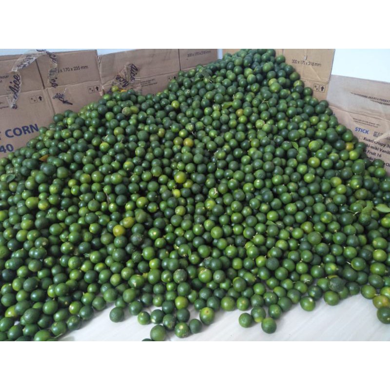 

10kg Jeruk kasturi,songkit,kalamansi,lemon cui