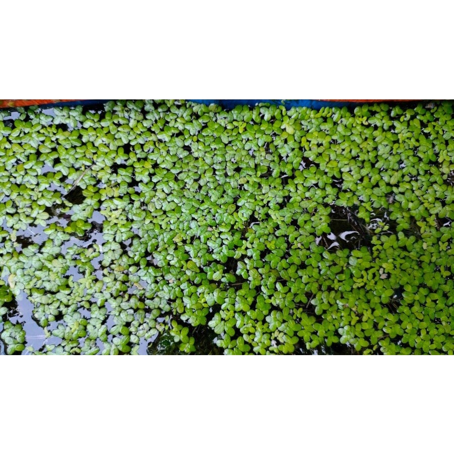 Jual Tanaman Apung Aquascape Duckweedduck Weedmata Lelelemna Per Mika Shopee Indonesia 4642