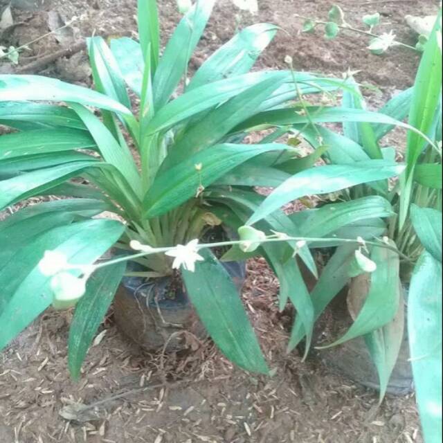 Tanaman hias lily paris hema hijau/lili paris