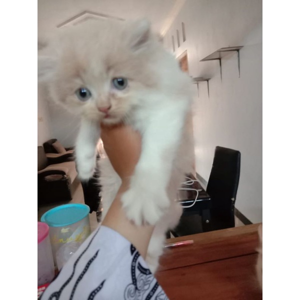 Kucing persia jantan 3 bulan