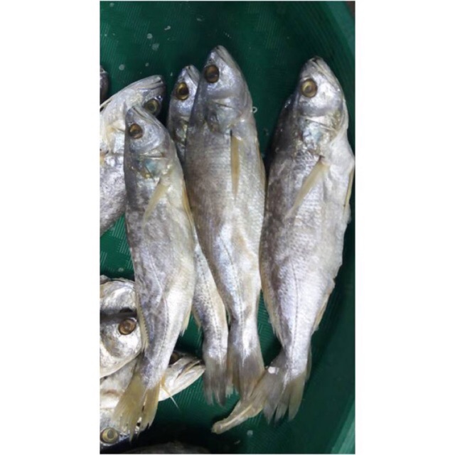  Ikan gulama  samge asin 500 gram Shopee Indonesia