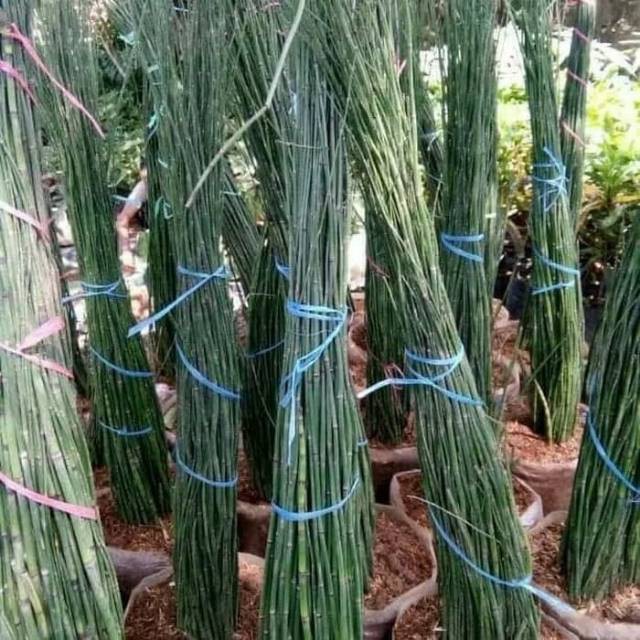 Pohon Bambu  Air  Tanaman Hias Untuk  Pot  lidi air  ITS 