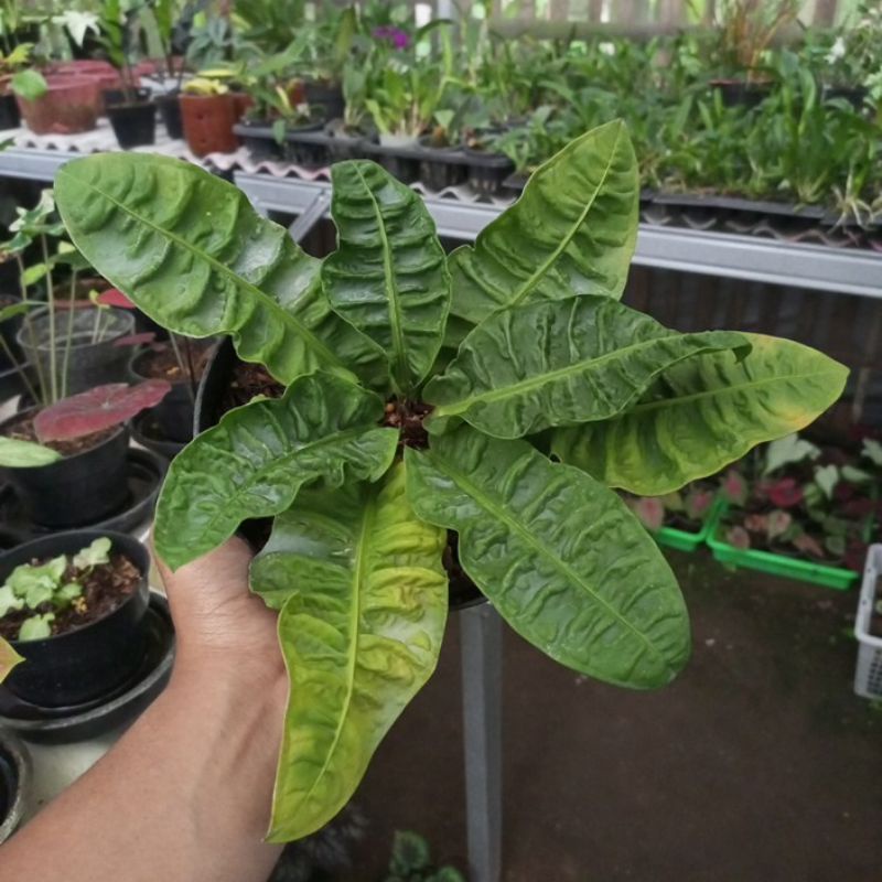 Anthurium Reflexinervium
