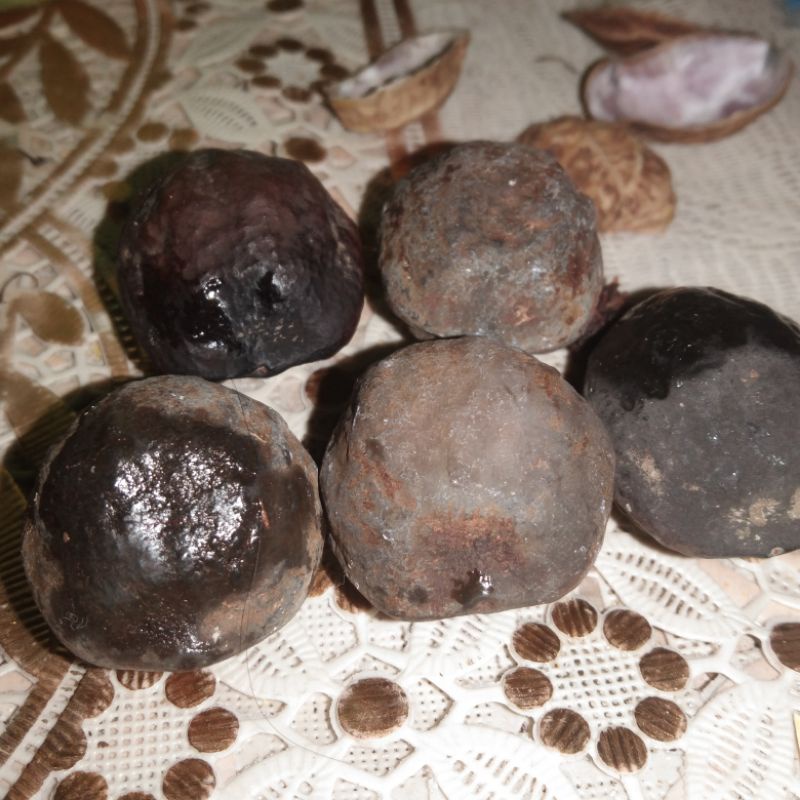 muncang adu jalim anak