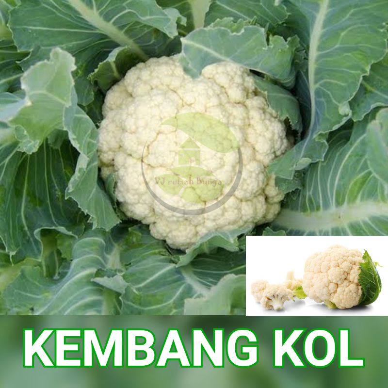 Benih Sayuran Unggul Ratusan Benih Sayur Benih Bibit Sayuran-Kembang Kol