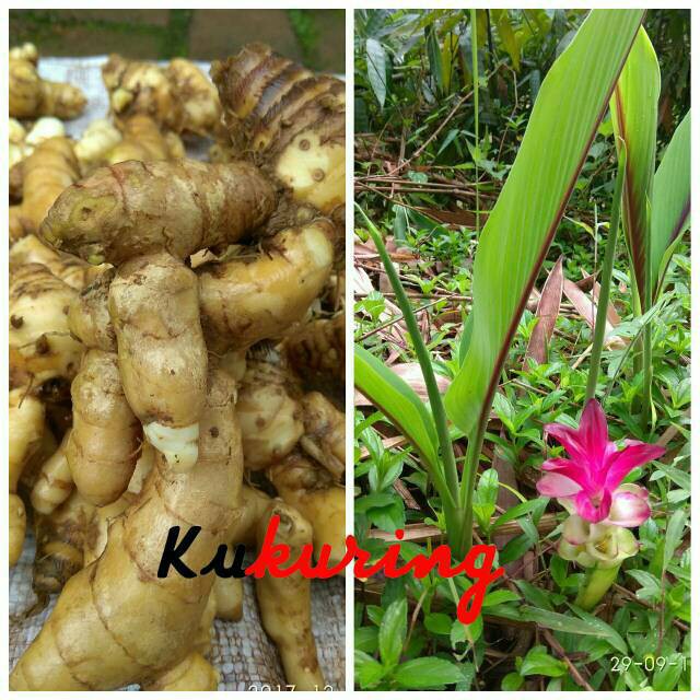 

HARGA GROSIR KUNYIT PUTIH TEMU KUNIR Segar (curcuma zedoaria) 1Kg TERLARIS