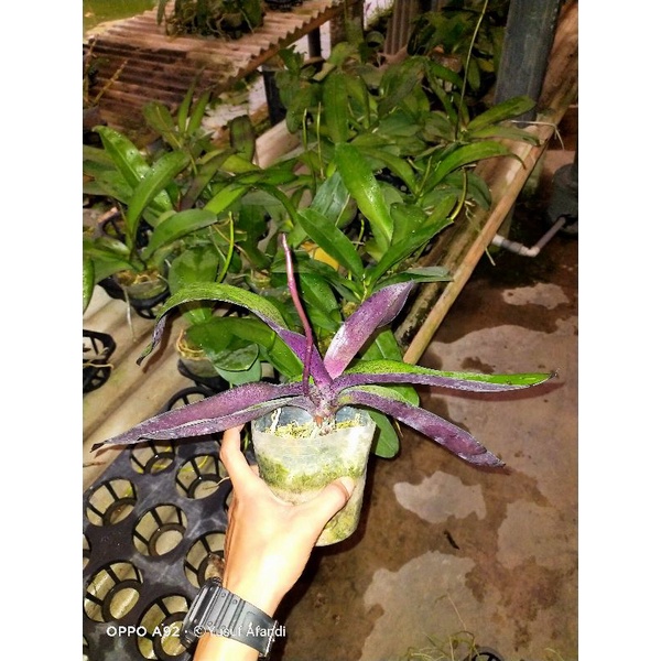 Anggrek bulan spike/knop warna acak