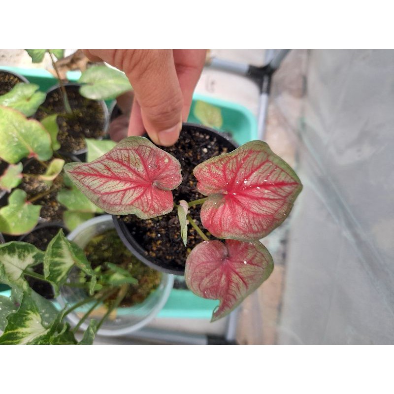 Caladium Red stardust anakan